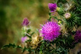 Nature Plant Flower