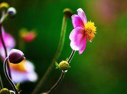 Flower Petal Leaves