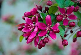 Spring Apple Flower