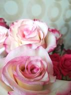 Flowers Rose Bouquet
