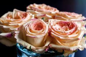 Rose Nature Plant