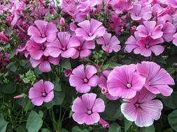 Flower Plant Garden