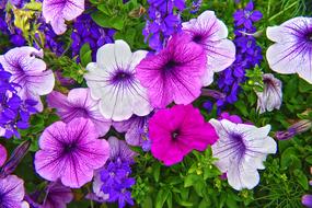 Flower Flora Garden