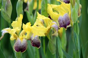 yellow irises with purple petals