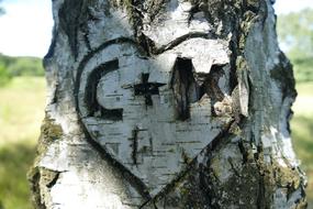 Birch Tree Bark carving