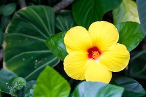 Flower Hibiscus Tropical
