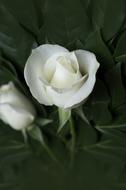 White Roses in garden