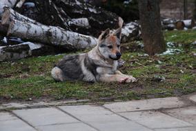 Dog Lying Wolf Happy