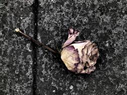 Rose Death Flower