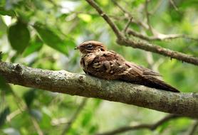 Bird Mother on tree branch