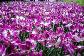 field of blooming purple irises in summer