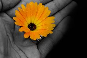 yellow Flower Plants on hand