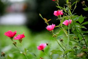 Rose Flowers Nature