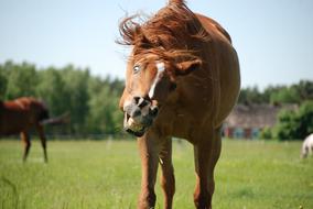 The Horse on Pasture Land Meadow