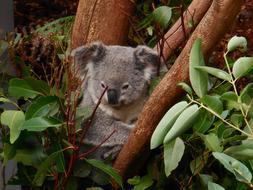 Koala Cute Animal