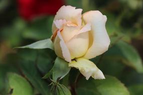 White Rose Flower in spring