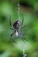 Spider Web Garden Black And Yellow