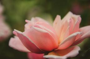 Rose Flower Petals