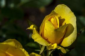 Rose Yellow Flower