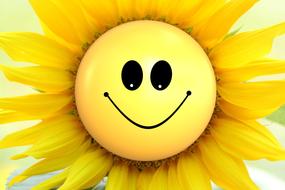 sunflower flowers smiley smile joy