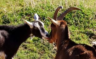 Goats Pair on farm