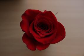 Rose On Floor