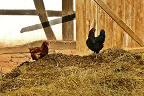 poultry Chickens on Farm