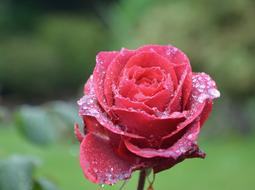 Flower Red Rose Droplets Of Rain