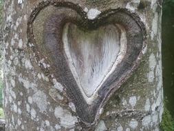 Heart Tree Love