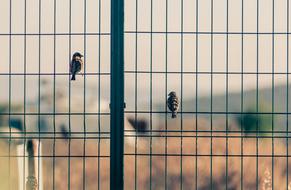 small birds on a metal fence