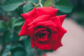 Red Roses Garden Thorns