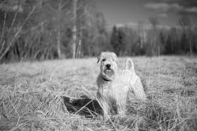 Nature Grass Dog