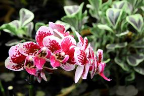 Orchid Flowers Beautiful Flower