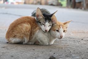 Couple Cat Love