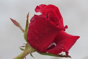 Red Rose Dew Flower