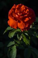 Rose Red Flower