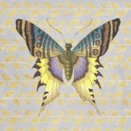 butterfly yellow blue purple color