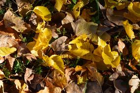 Autumn Season