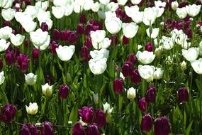 Beautiful Flowers Tulips