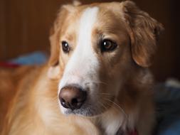 Golden Retriever Dog