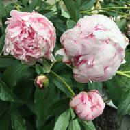 Pink Peony Peonies