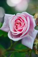 Flower Rose Petal