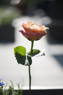 Rose bud Emotion Love