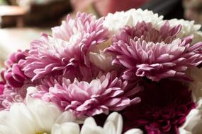 Pink Flowers Petals