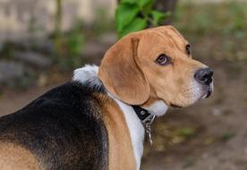 Attention Beagle Puppy