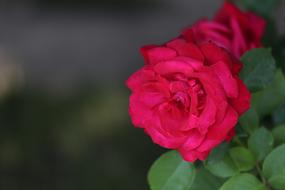 Red Roses Flower Romantic