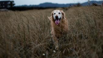 Golden Retriever Field Wheat