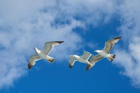 Seagull Bird Nature