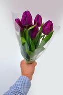 Tulip Flower Gift