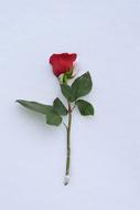 Red Rose In Snow Love Symbol True